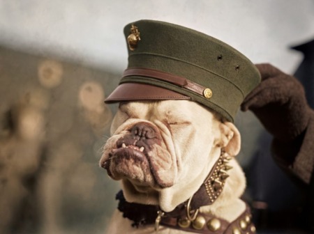 Affiche d’un bouledogue chien policier dans les années 1920