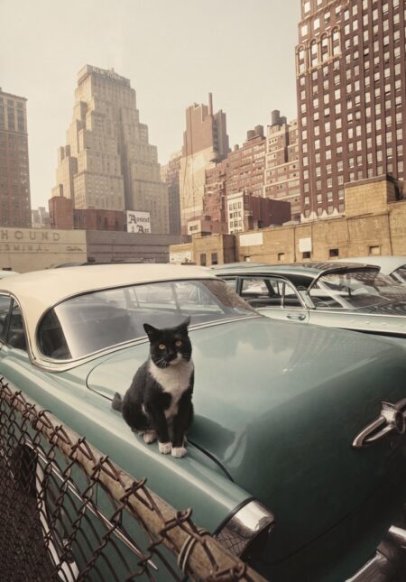 Photographie vintage colorisée montrant un chat noir et blanc assis sur le coffre d'une voiture américaine turquoise, avec les buildings de New York en arrière-plan.
